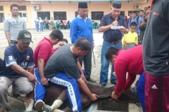 qurban03
